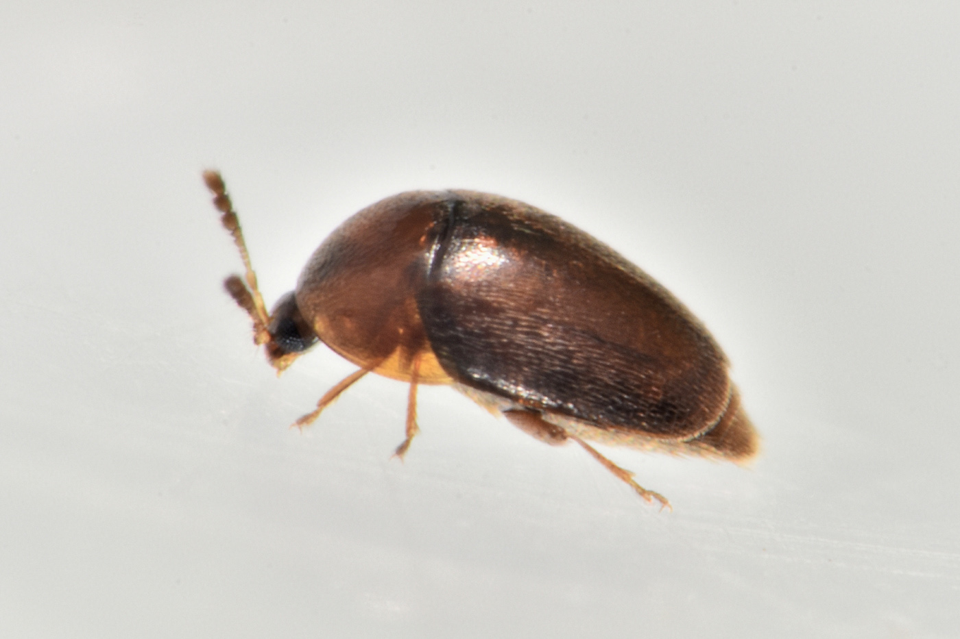 Corylophidae: Sericoderus sp.?  S !